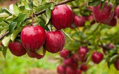 10 Tips på vad man kan göra med äpple