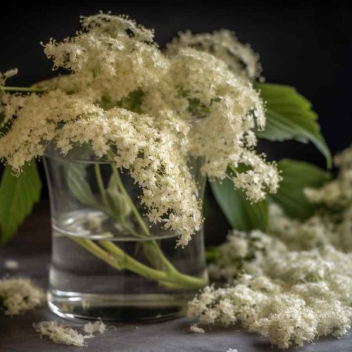 fläderblommor